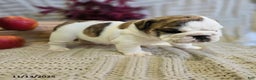 English Bulldog dogs for sale: Delilah - Ad 12
