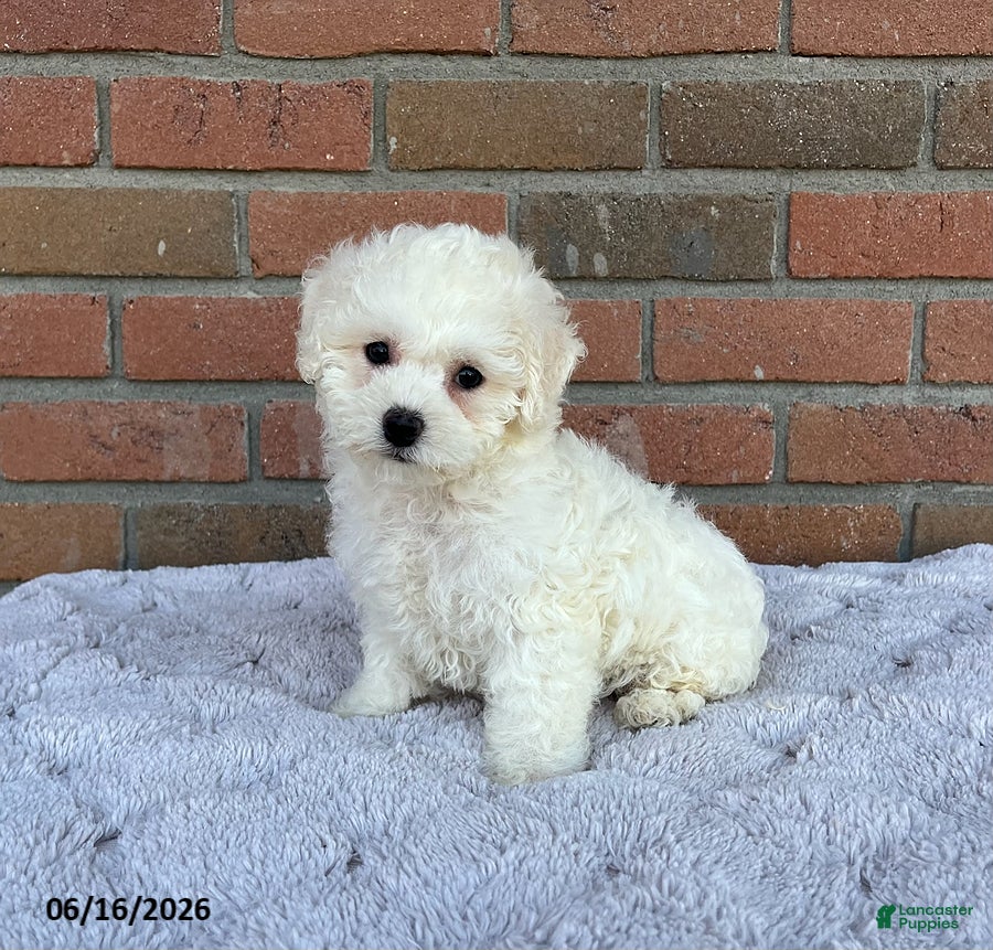 Bichon Frise dogs Mindy - Ad 1