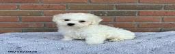 Bichon Frise dogs for sale: Mindy - Ad 1
