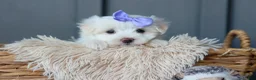 Maltese dogs for sale: PENNY - Ad 12