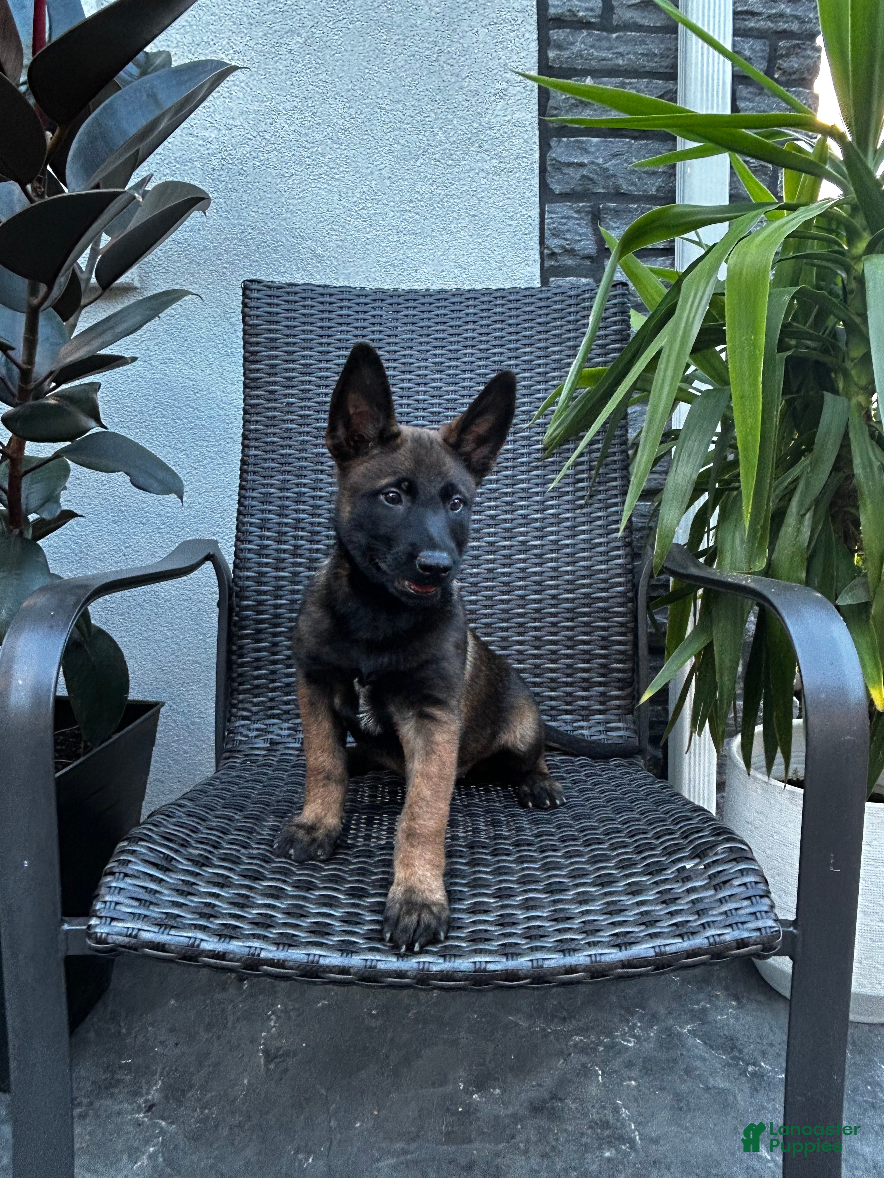 Belgian Malinois dogs Corsa - Ad 1