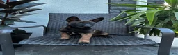 Belgian Malinois dogs for sale: Corsa - Ad 1