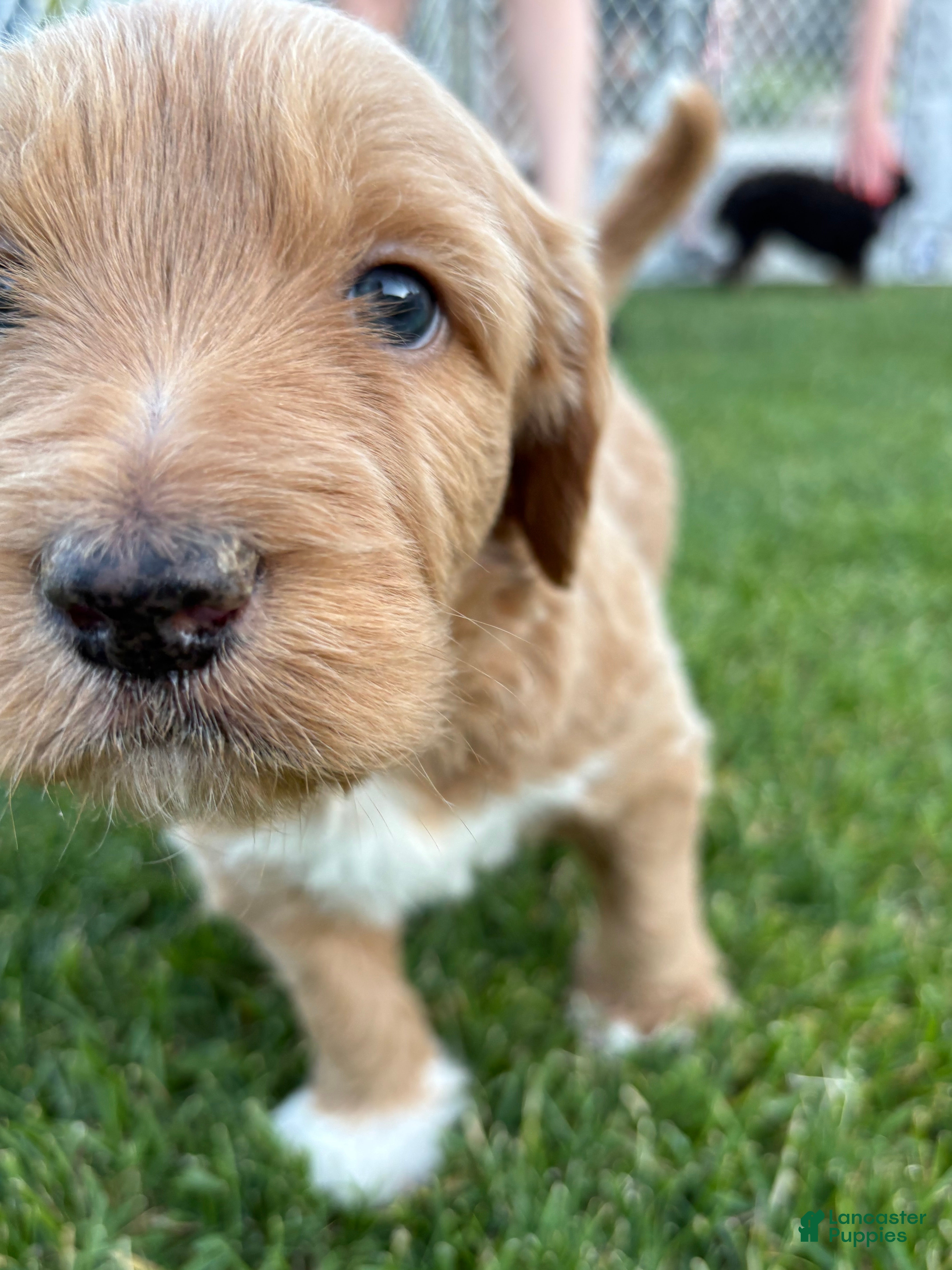 Goldendoodle dogs for sale: Benny - Ad 4