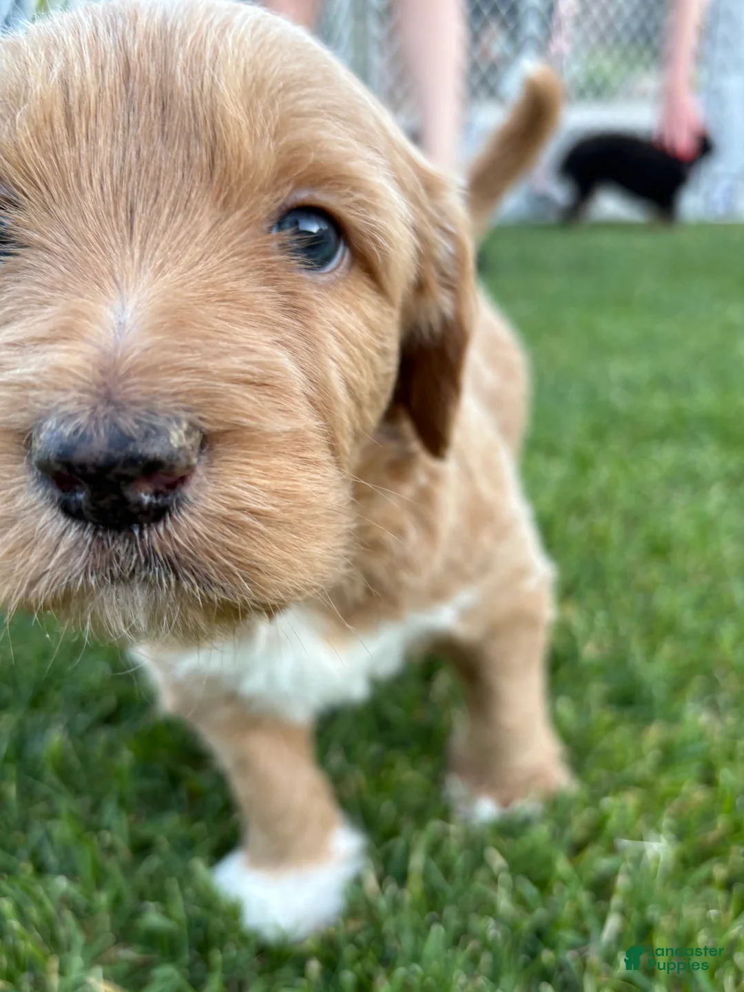 Goldendoodle dogs for sale: Benny - Ad 1