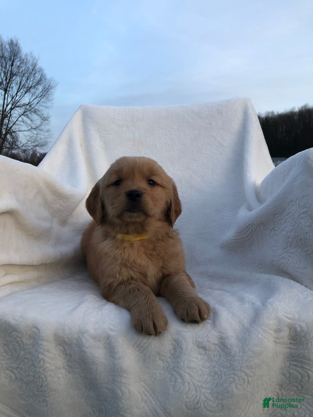Golden Retriever dogs for sale: Romeo - Ad 1