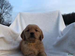 Golden Retriever dogs Romeo - Ad 38