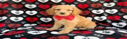 Cockapoo dogs for sale: Tuck - Ad 3
