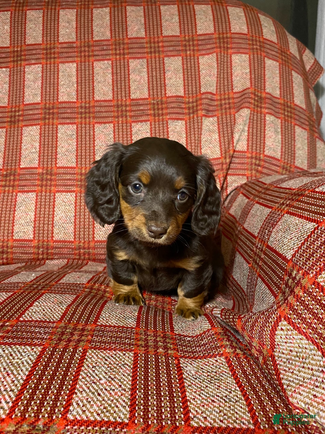 Miniature Dachshund dogs for sale: Miniature Dachshund Puppy 2 - Ad 3