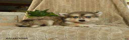Pomsky dogs for sale: Zorro - Ad 4