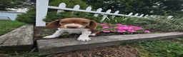 Beagle dogs for sale: Pippi - Ad 3