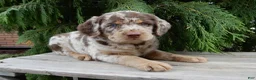 Labradoodle dogs for sale: Bitsy - Ad 6