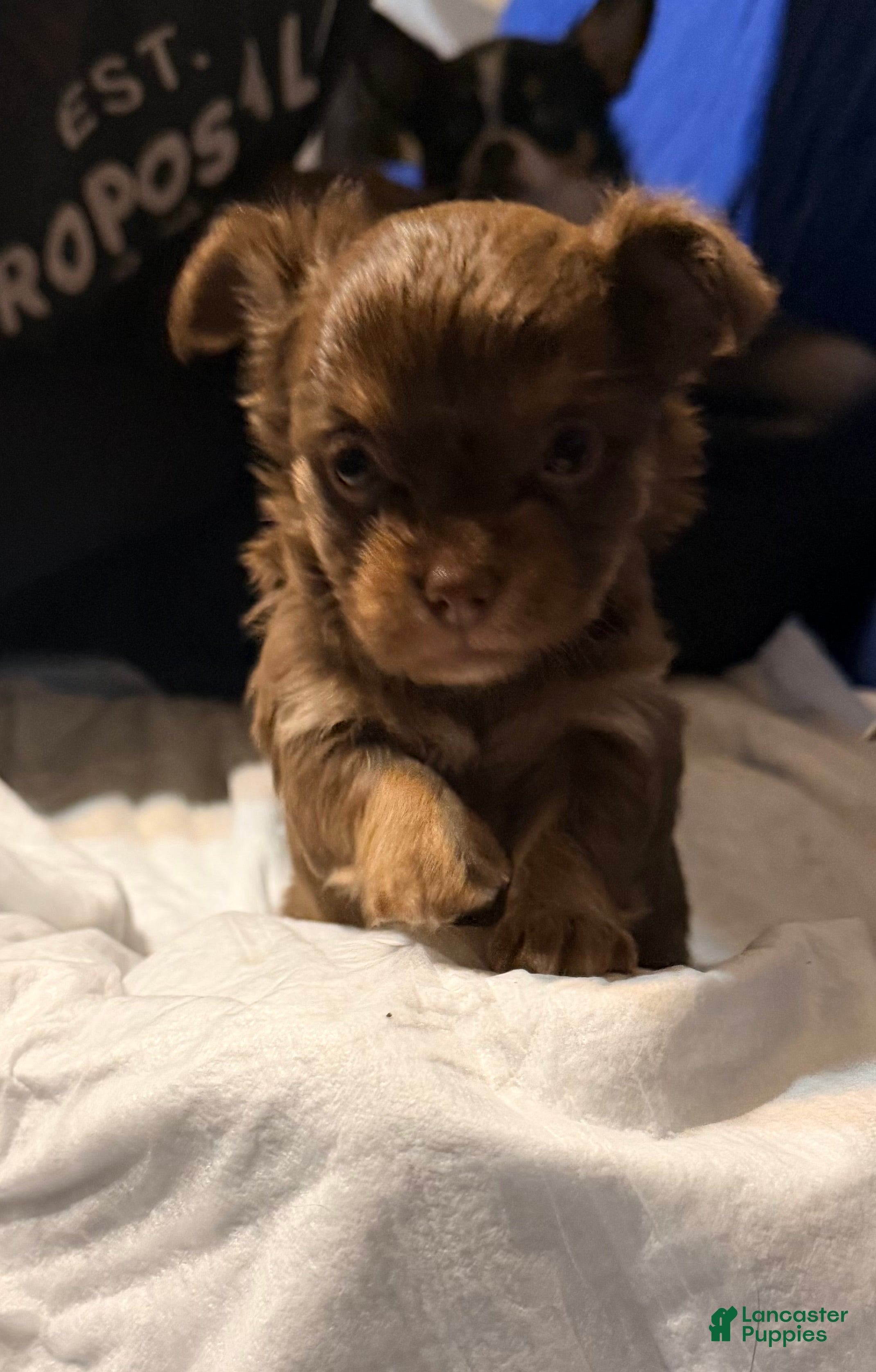 Chihuahua dogs Dolly - Ad 10