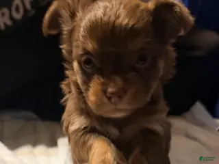 Chihuahua dogs Dolly - Ad 15
