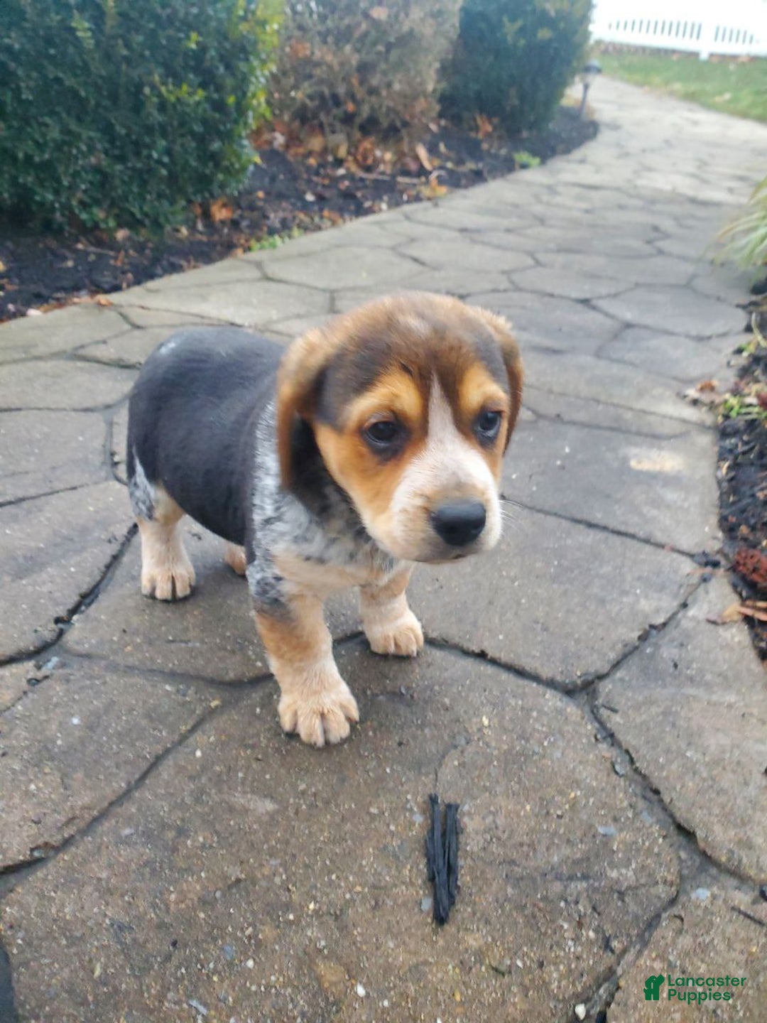 Mixed Breed dogs for sale: Jim - Ad 4