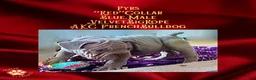 French Bulldog dogs for sale: Pyrs “Red”Collar, Male - Ad 12
