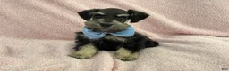 Miniature Schnauzer dogs for sale: Mae Male 3 Black & Silver AKC - Ad 4