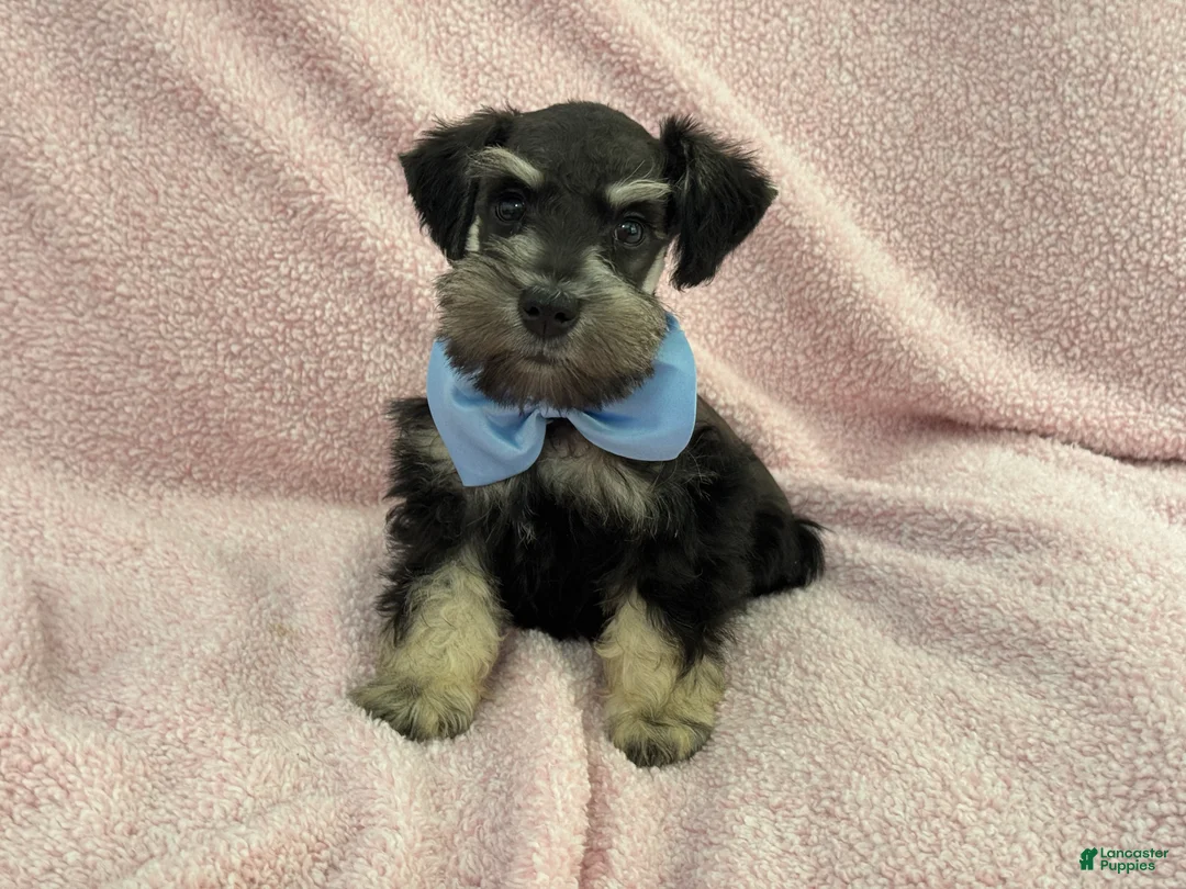 Miniature Schnauzer dogs for sale: Mae Male 3 Black & Silver AKC - Ad 4