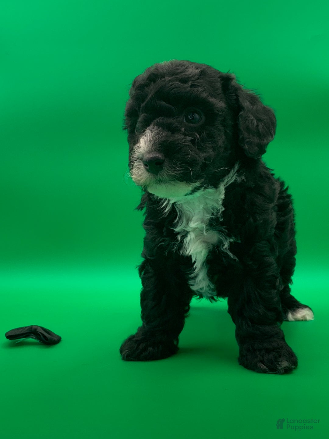 Toy Poodle dogs for sale: Beaner - Ad 2