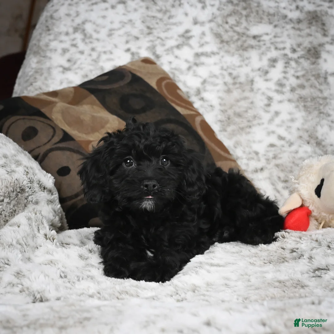 Cavapoo dogs for sale: Sandy - Ad 8