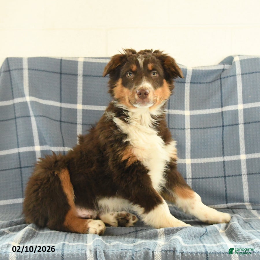 Australian Shepherd dogs Kip   - Ad 1
