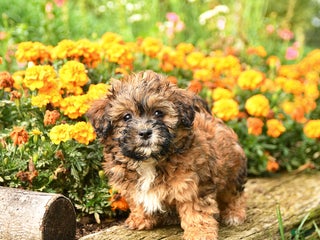 Teddy Bear dogs - Ad 26