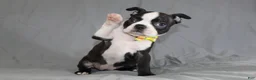 Boston Terrier dogs for sale: Daisy - Ad 3