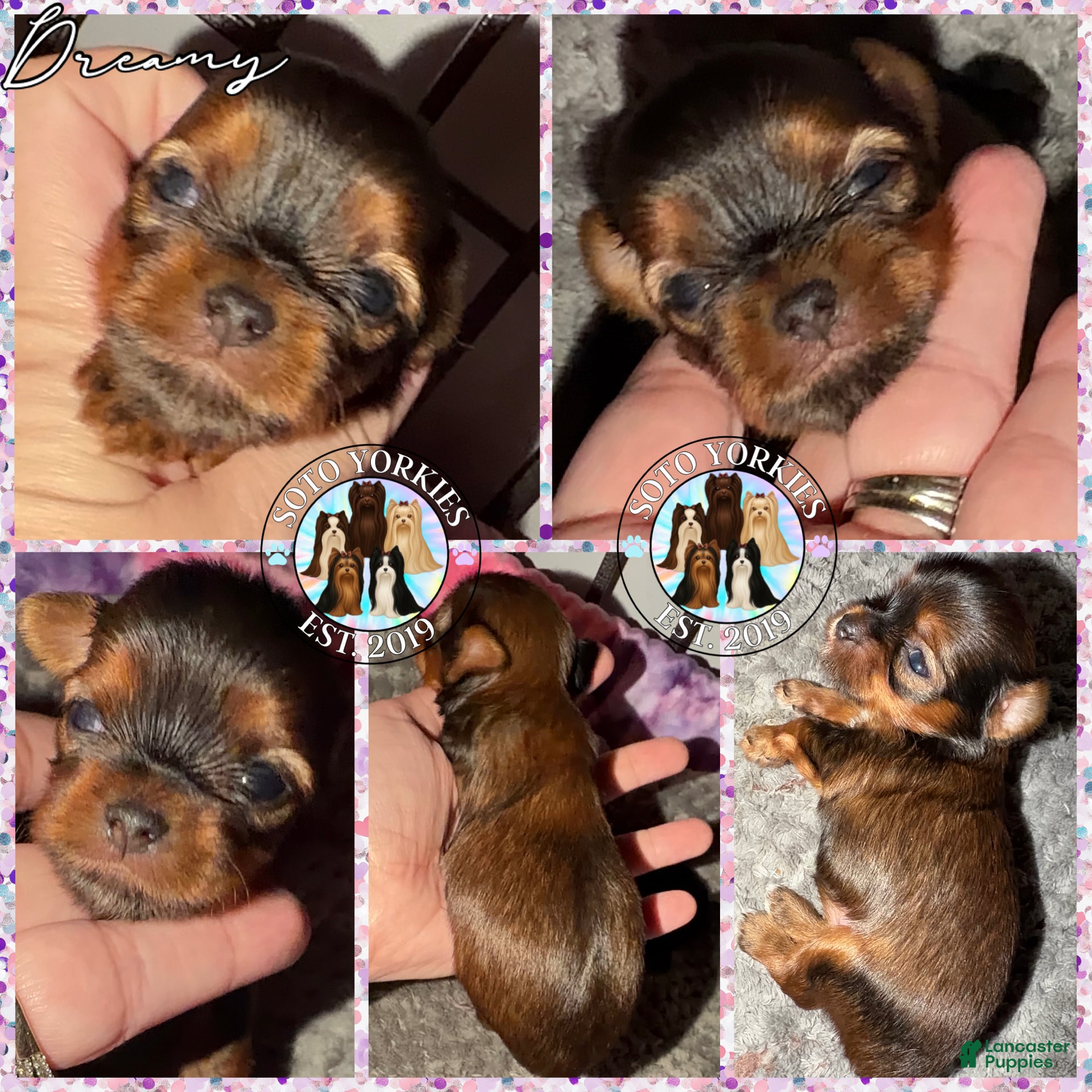 Yorkshire Terrier dogs for sale: Dreamy - Ad 2
