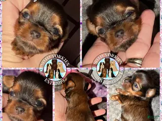 Yorkshire Terrier dogs Dreamy - Ad 3