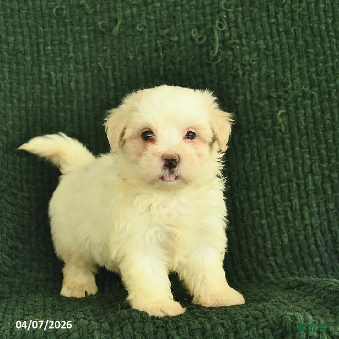 Maltipoo dogs for sale: Nia  - Ad 2