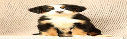 Bernese Mountain Dog dogs for sale: Chevy - Ad 6