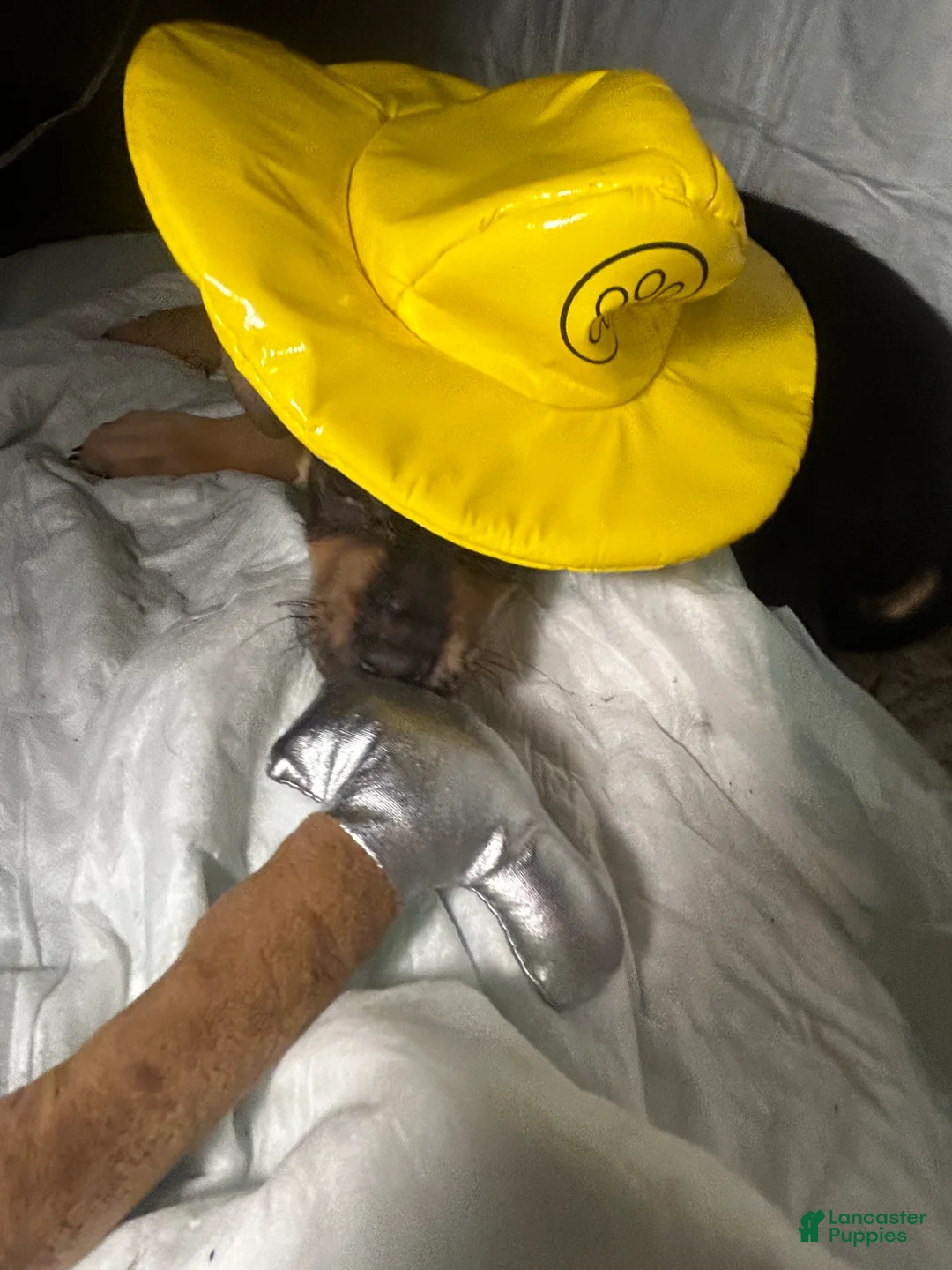 Mixed Breed dogs for sale: Mixed Breed Puppy 3 - Ad 2