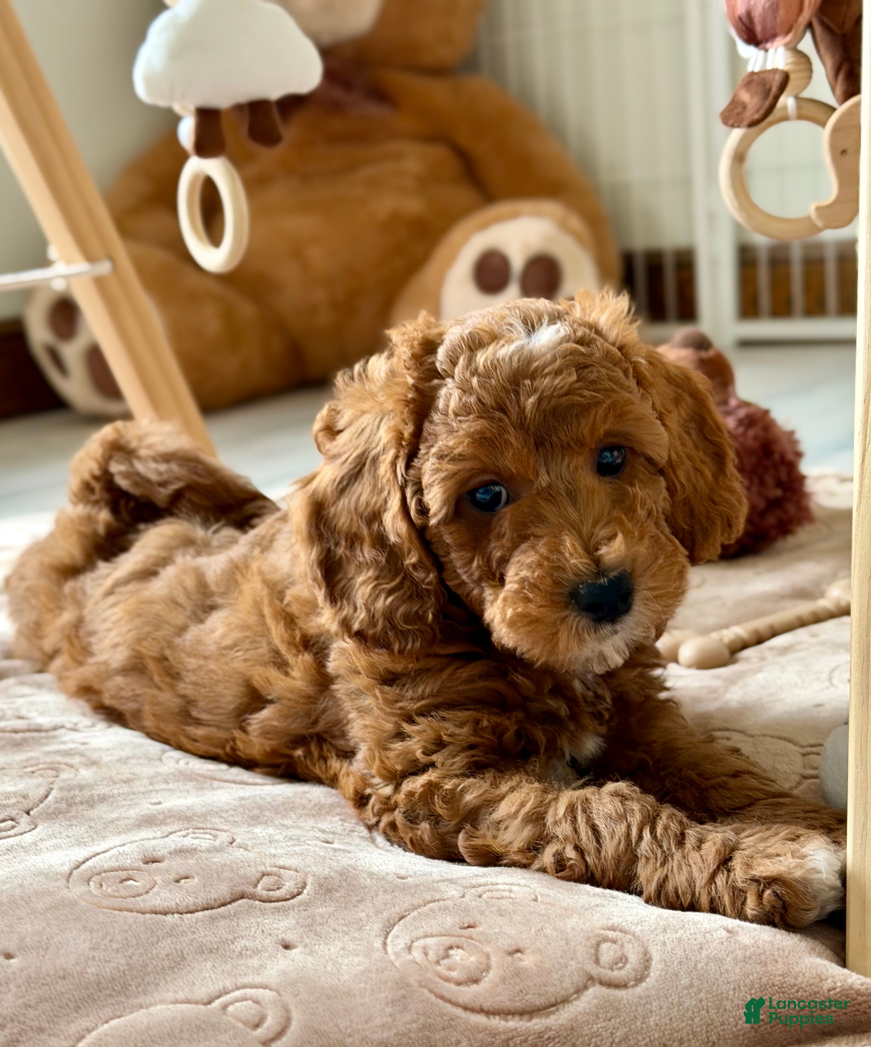 Mini Goldendoodle dogs Sprinkle-petite  - Ad 2