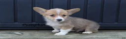 Welsh Corgi Pembroke dogs for sale: Pumpkin - Ad 3