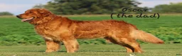 Golden Retriever dogs for sale: LOYAL - Ad 5