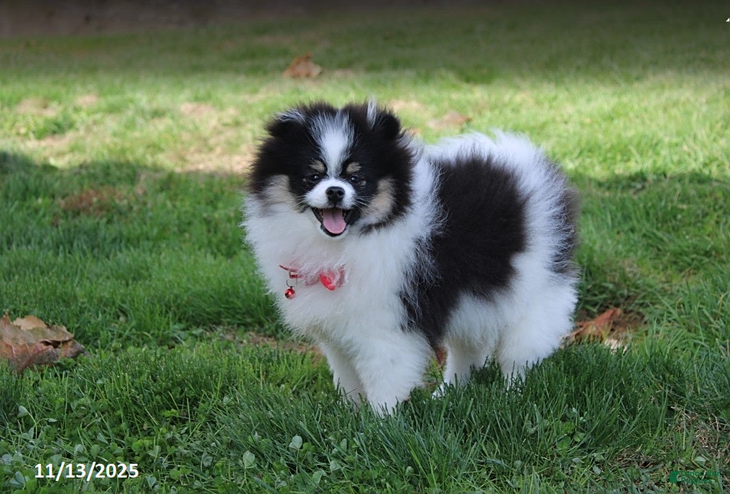 Pomeranian dogs Karter - Ad 42