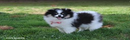 Pomeranian dogs for sale: Karter - Ad 1