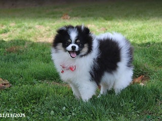 Pomeranian dogs Karter - Ad 21