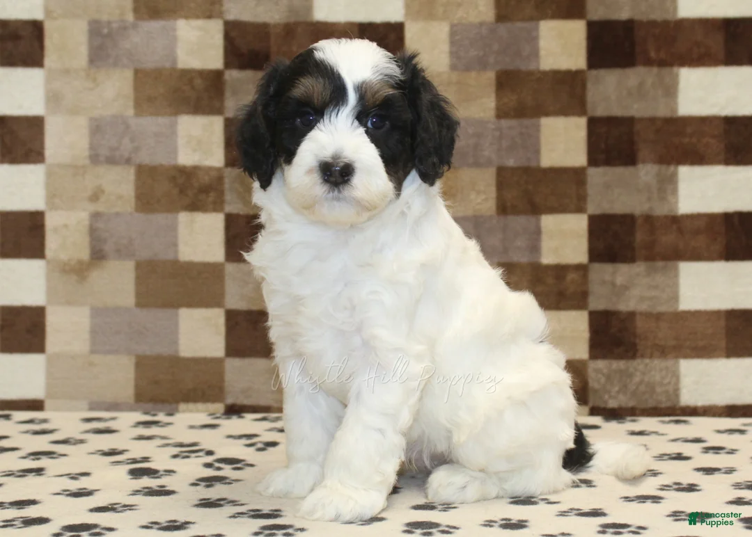 Mini Bernedoodle dogs for sale: Louie - Ad 4