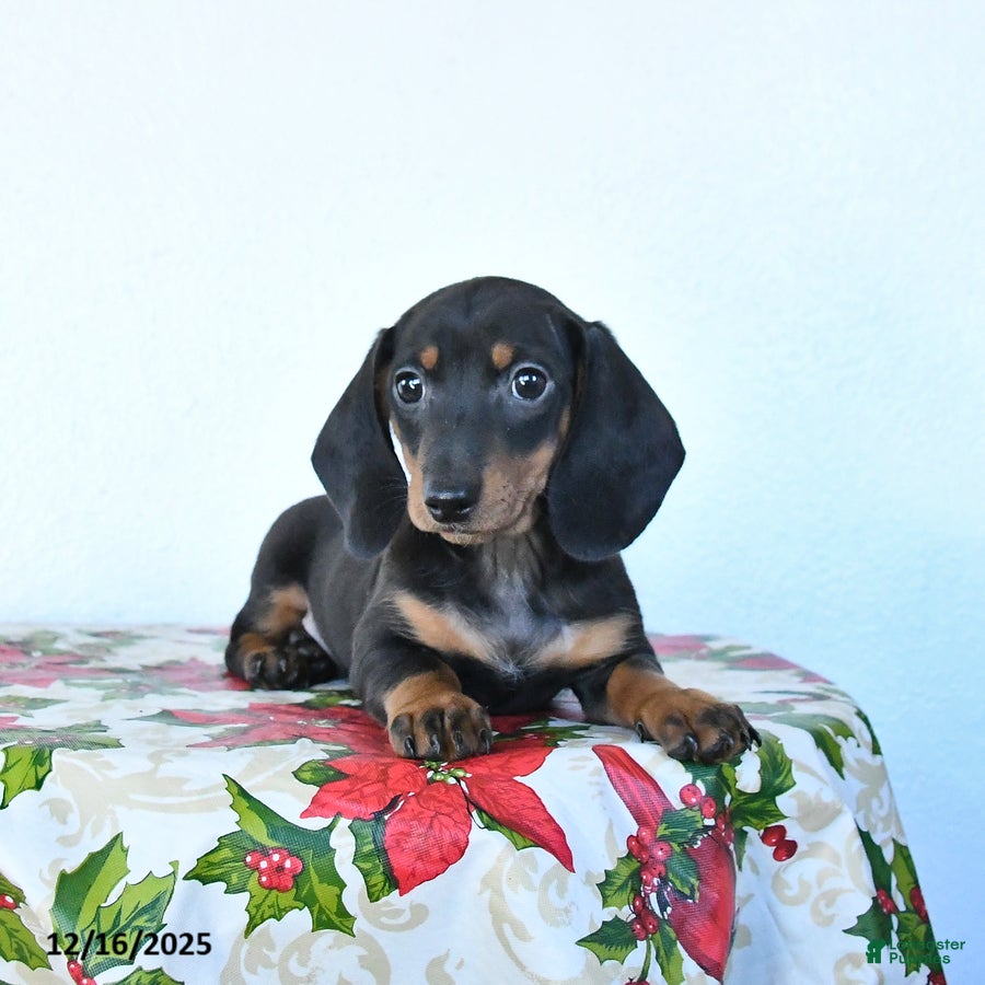 Miniature Dachshund dogs Scooter - Ad 12