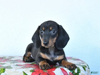 Miniature Dachshund dogs Scooter - Ad 8