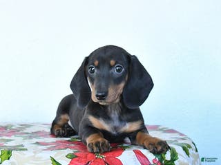 Miniature Dachshund dogs Scooter - Ad 21