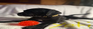 Daniff 8