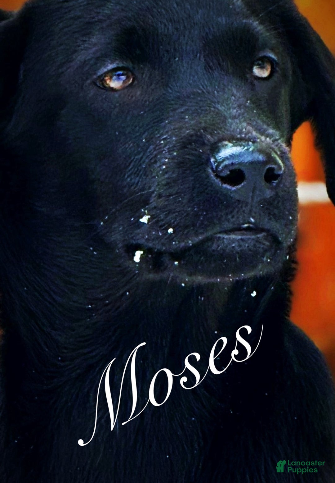 Labrador Retriever dogs for sale: Labrador Retriever Puppy 1 - Ad 15