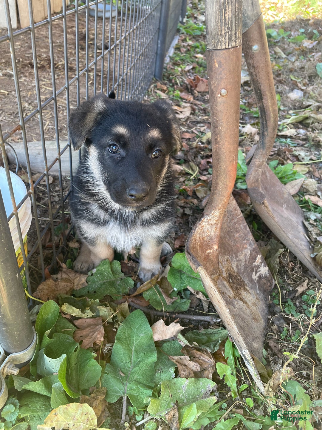 German Shepherd dogs for sale: Twinkle  - Ad 5