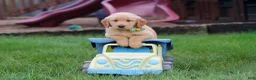 Golden Retriever dogs for sale: Edison 🐾 - Ad 4