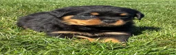 Rottweiler dogs for sale: Rocco - Ad 1
