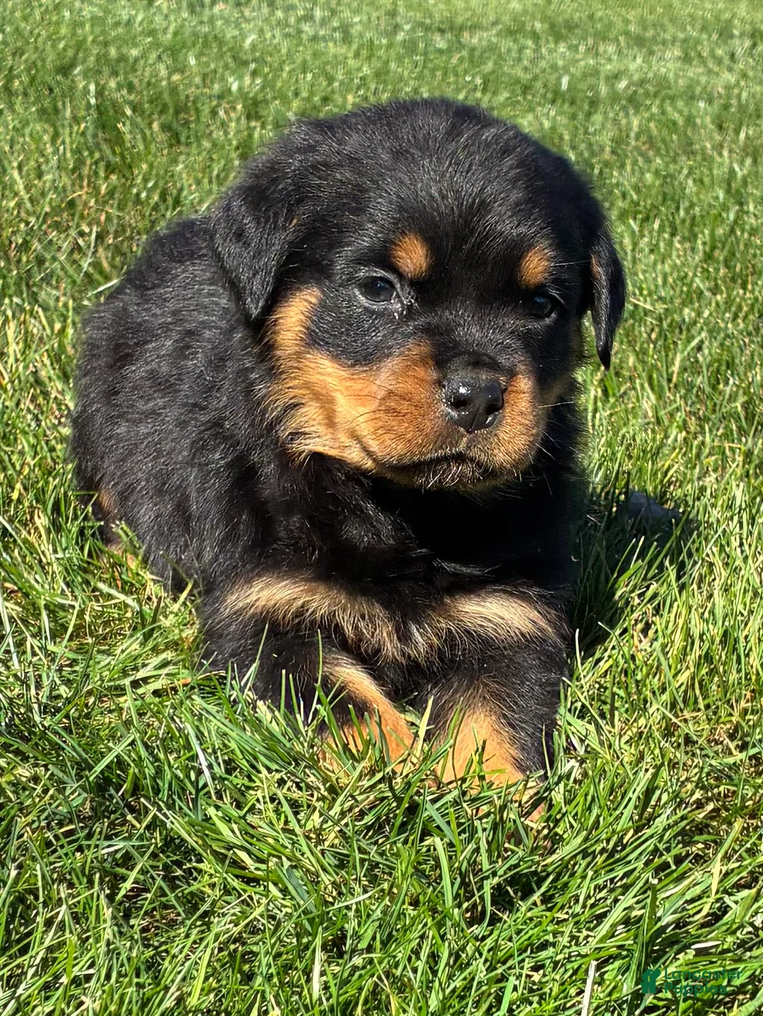 Rottweiler dogs for sale: Rocco - Ad 1