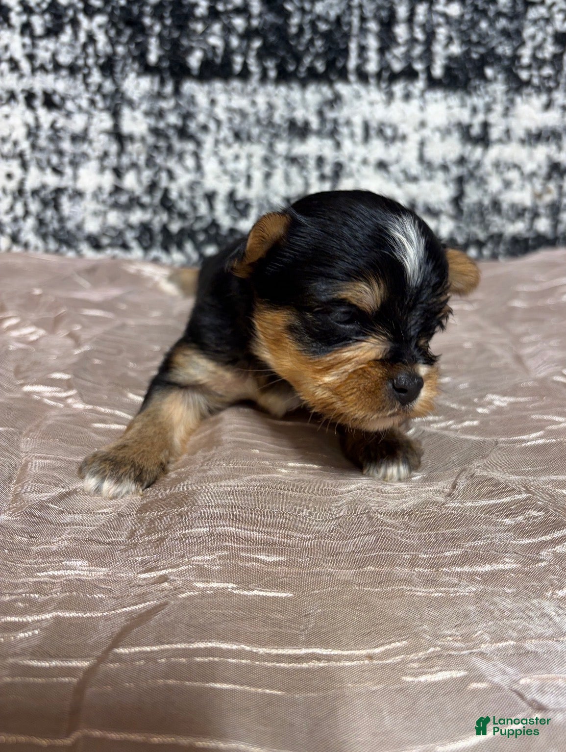 Yorkshire Terrier dogs Yorkshire Terrier 4 - Ad 2