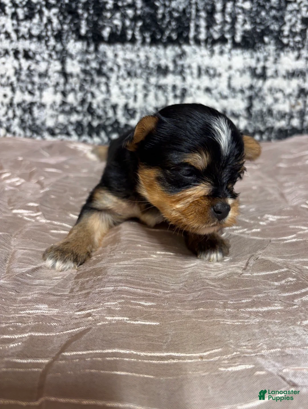 Yorkshire Terrier dogs for sale: Yorkshire Terrier 4 - Ad 2