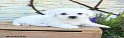Mixed Breed dogs for sale: Erik - Ad 3